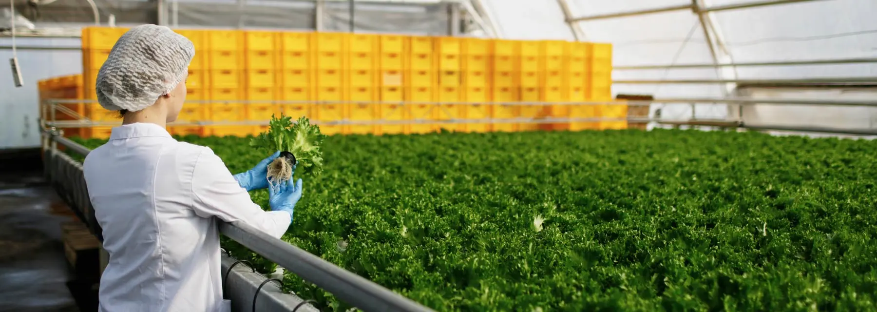 ¿Qué debo estudiar para ser técnico de calidad alimentaria?