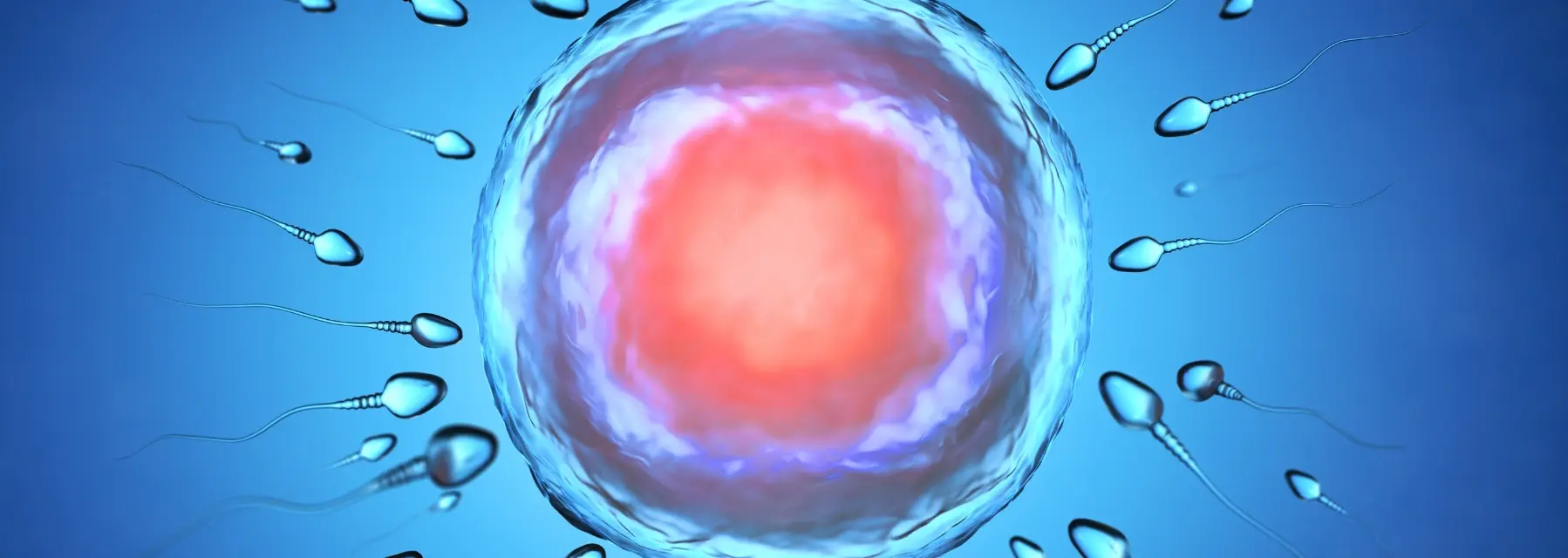 ¿Cómo saber si un óvulo está maduro?