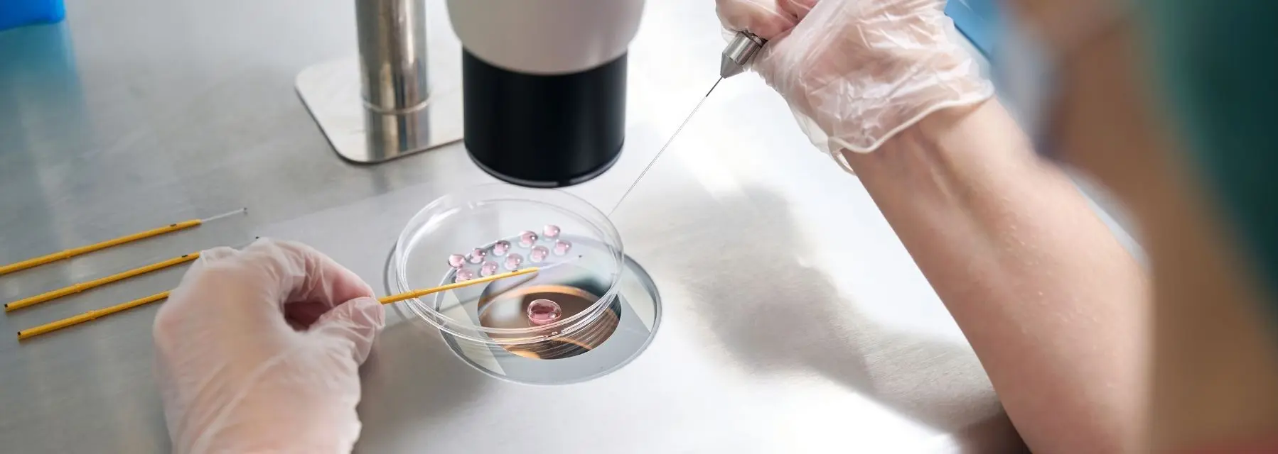 Cultivos de embriones: ¿cómo es su desarrollo?