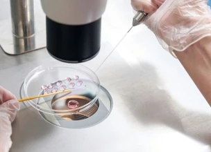 Cultivos de embriones: ¿cómo es su desarrollo?